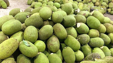 越南菠萝蜜不能出口-Vietnamese businesses sell jackfruit at losses due to testing delays