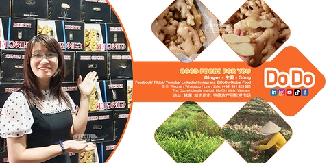越南出口生姜- Vietnam export ginger