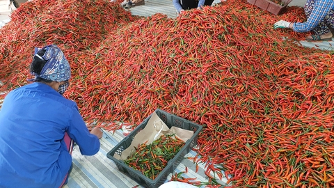 Giá ớt lập kỷ lục