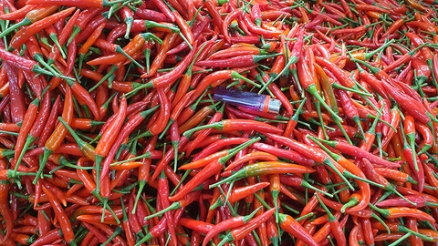 越南辣椒掉价，价格很便宜 - Giá ớt quá rẻ, nông dân lao đao