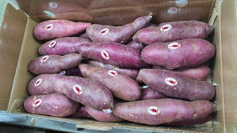 越南红薯出口- Khoai Lang Nhật xuất khẩu- Japanese sweet potato export