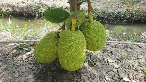 Vietnamese jackfruit exports stalled by testing delays