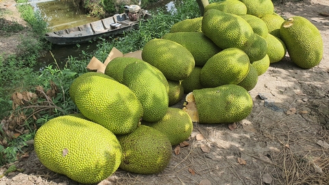 Mít không xuất khẩu được quay đầu bán lẻ, nông dân kêu cứu