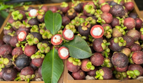Mùa măng cụt
