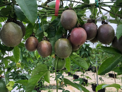 越南百香果出口-Vietnam's passion fruit exports