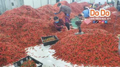 Largest producer of chillies- 辣椒