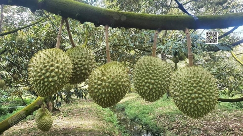 Vietnam durian export 2026