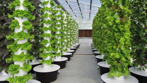 Aeroponics Guide for Vegetable Gardening