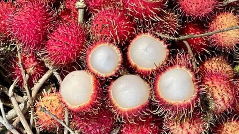 越南红毛丹-Vietnamese Rambutan Overview