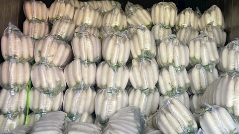 White Radish Benefits