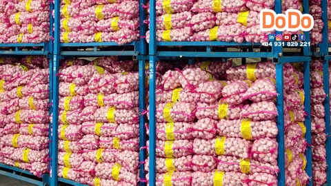 中国大蒜出口越南流程与优势- China exports garlic to Vietnam