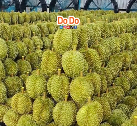 越南榴莲出口- Vietnam export durian