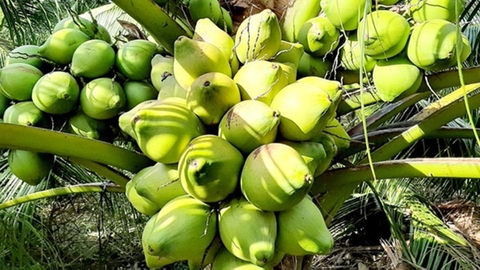 Giá dừa tươi tăng cao do nắng nóng và du lịch