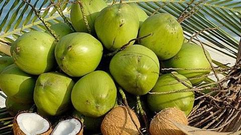 Top 10 coconut producing countries