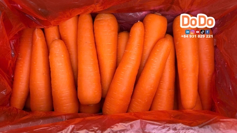 中国胡萝卜出口- China Carrot Export Overview