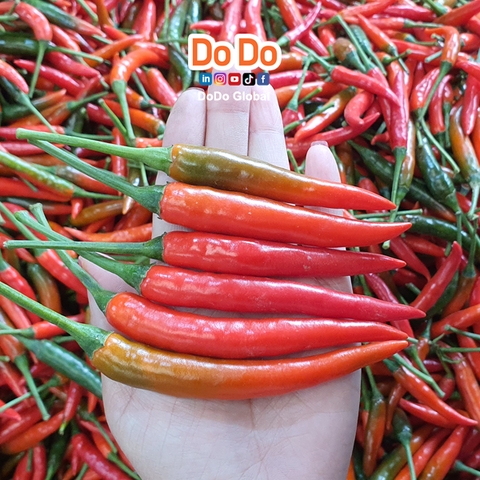 Tầm quan trọng của ớt