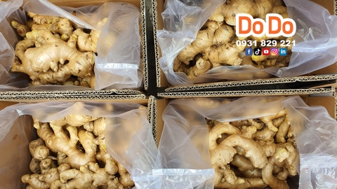 XUẤT KHẨU GỪNG