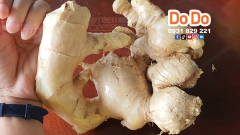 Garlic Benefits and Uses