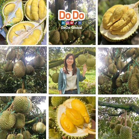 Vietnam Durian Varieties