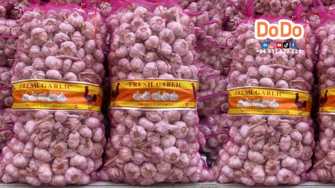 TỎI GÀ- DODO GLOBAL
