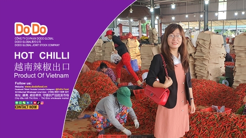 越南辣椒出口- Vietnam chilli export