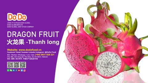 High Quality Fresh Red Dragon Fruit From Vietnam -越南换了个仓库- Thanh Long Xuất Khẩu