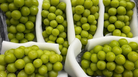 Top 10 grapes producing countries