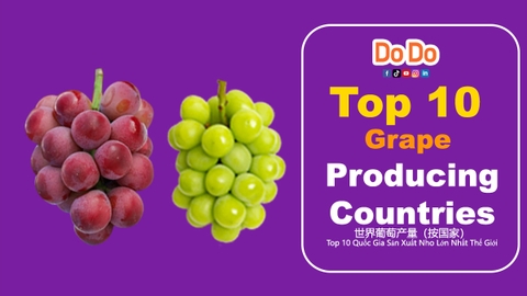 Top 10 Grape Producing Countries Overview