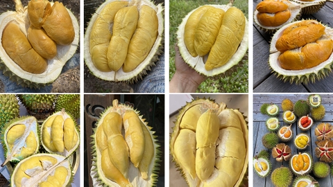 Durian: King of Fruits and Culinary Delight