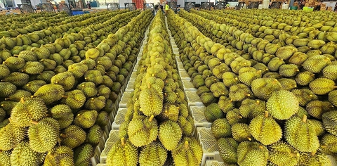 Gần 2.000 container sầu riêng xuất khẩu mắc kẹt, nông dân và doanh nghiệp kêu cứu