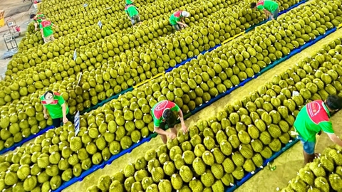 Sầu riêng vào chính vụ, kiểm nghiệm quá tải làm chậm xuất khẩu