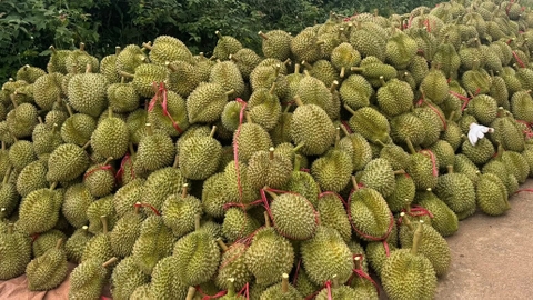 Trung Quốc trồng thành công sầu riêng