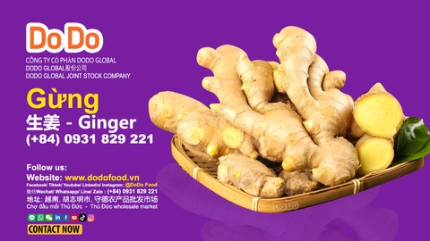 Phân biệt gừng Trung Quốc và Việt Nam