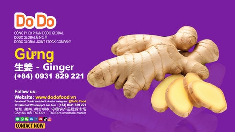 Gừng trâu xuất khẩu: thị trường tiềm năng