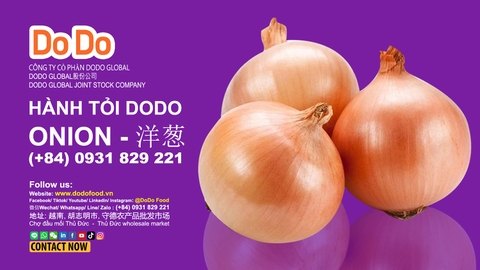 China Onion Export - 中国洋葱出口- Trung Quốc Xuất Khẩu Hành Tây