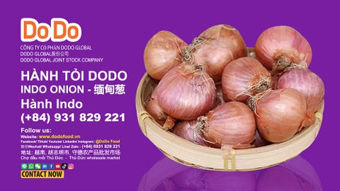Hành Indo là gì? Nguồn gốc, đặc điểm, công dụng và vai trò của DODO trong cung ứng nông sản