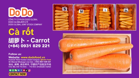 Cà Rốt Nhập Khẩu - Fresh Carrot Import- 胡萝卜进出口