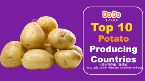 Top 10 potato-producing countries | DODO FOOD