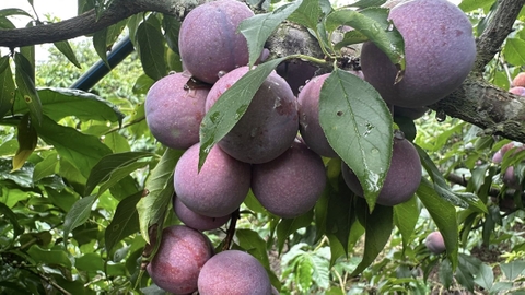Mùa mận miền bắc