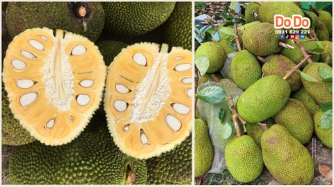 越南出口菠萝蜜越来越难-Vietnam jackfruit export challenges
