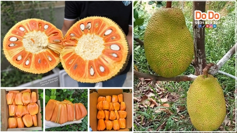 Jackfruit: Nutritional Powerhouse and Health Benefits