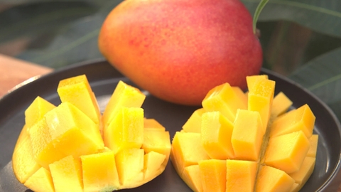 Why Miyazaki Mangoes Are So Expensive