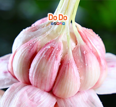 Dodo Food nhập tỏi Trung Quốc về Việt Nam