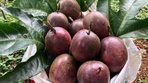 越南百香果出口- Xuất khẩu chanh dây của Việt Nam -การส่งออกเสาวรสของเวียดนาม