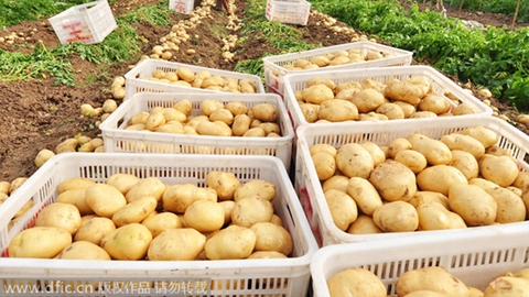 China Potato Exports Surge in 2025