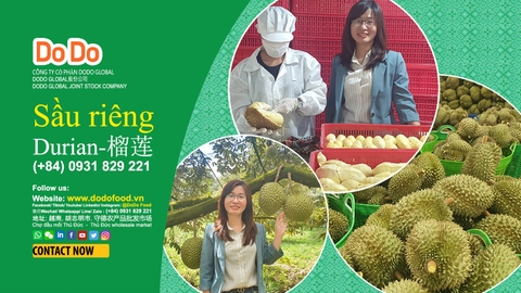 Việt Nam xuất khẩu sầu riêng