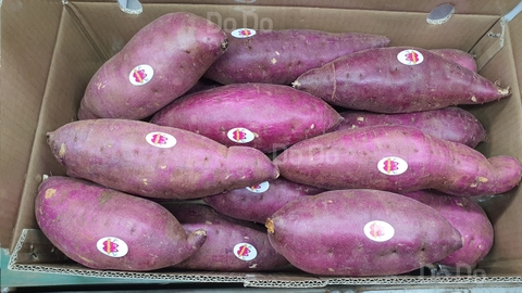 การส่งออกมันเทศของเวียดนาม - 越南红薯出口- Japanese sweet potato export- Khoai Lang Nhật xuất khẩu