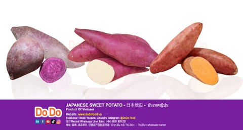 Japanese sweet potato export- 日本地瓜 - Khoai Lang Nhật xuất khẩu