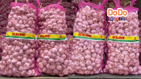 Tỏi ZLM