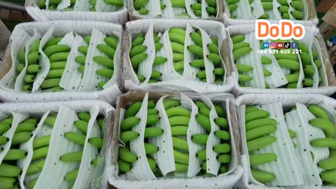 Top 10 banana producing countries